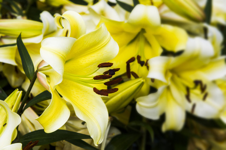 Beautiful lily flower in the gardenの写真素材