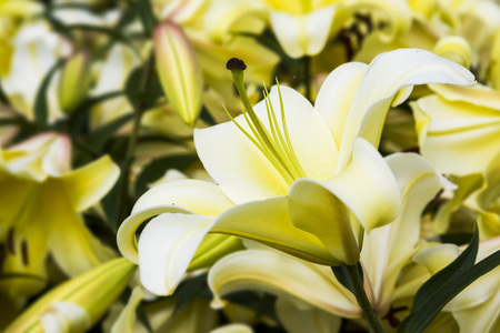 Beautiful lily flower in the gardenの写真素材