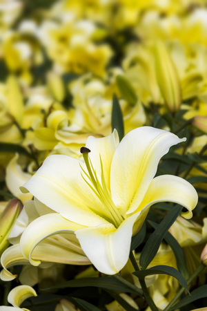 Beautiful lily flower in the gardenの写真素材