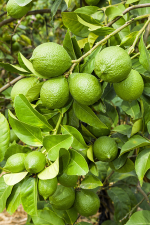 Close-up of green lemon fruit on a lemon treeの写真素材