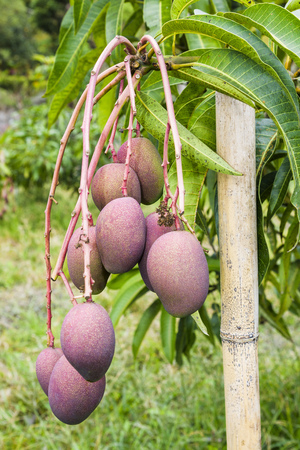 Close-up of mango fruit on a mango treeの写真素材