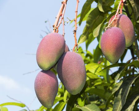 Close up of mango fruit on a mango treeの写真素材