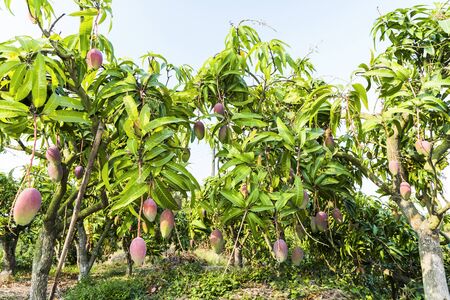 Close up of mango fruit on a mango treeの写真素材