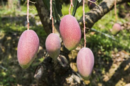 Close up of mango fruit on a mango treeの写真素材