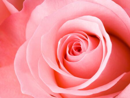 pink rose close-up can use as backgroundの写真素材
