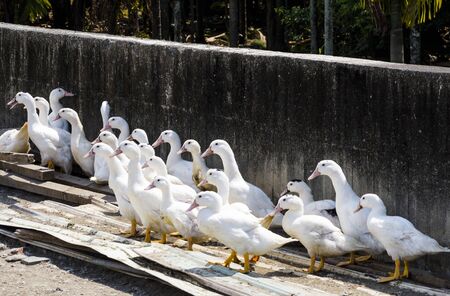 Goose on traditional free range poultry farmの写真素材