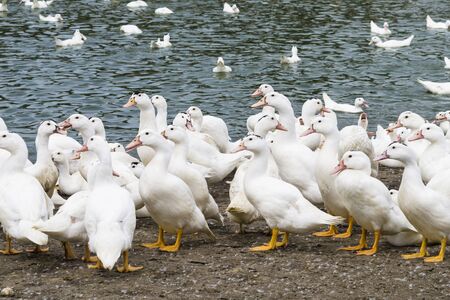 Goose on traditional free range poultry farmの写真素材