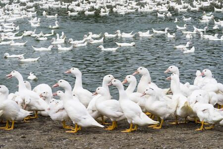 Goose on traditional free range poultry farm in Taiwanの写真素材