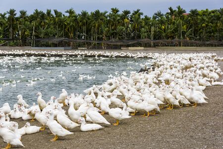 Goose on traditional free range poultry farm in Taiwanの写真素材