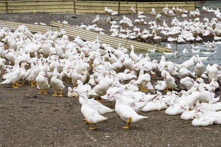 Goose on traditional free range poultry farm in Taiwanの写真素材