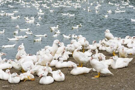 Goose on traditional free range poultry farmの写真素材