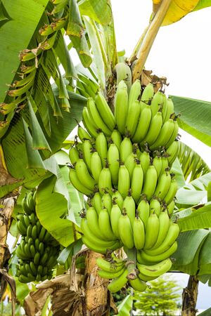 ripe banana on the banana tree in taiwanの写真素材