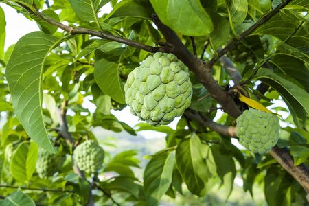 The custard apple on the tree in Taitung, Taiwan.の写真素材
