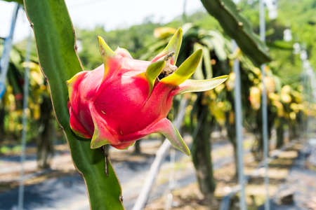Ripe pitahaya fruit growing on the pitahaya tree in Taiwan.の写真素材