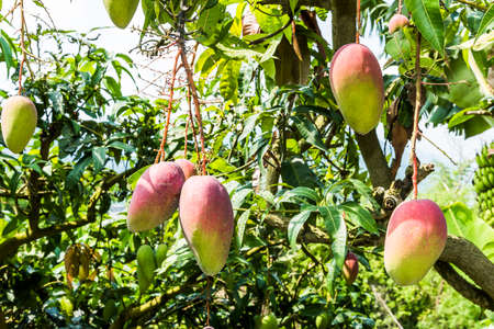 Close-up of mango fruits on the mango tree in Tainan, Taiwan.の写真素材