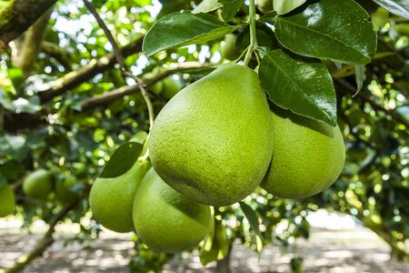 Pomelo fruit or shaddock tree in the garden of agriculture plantation, Hualien Taiwan.の写真素材