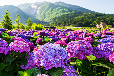 Purple hydrangea flowers are blooming beautifully in Yangmingshan National Park, Taiwan.