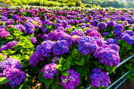 Purple hydrangea flowers are blooming beautifully in Yangmingshan National Park, Taiwan.のeditorial素材