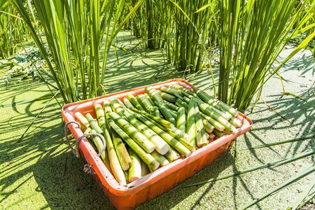 The farmer harvesting the water bamboo(zizania latifolia) in the Nantou's field, Taiwan.の写真素材