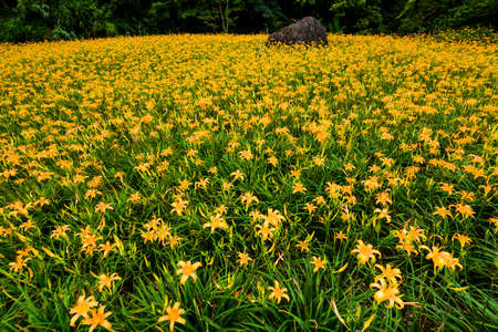 The beautiful daylily flower in the Chike mountain(Jinzhen Mountain) of Hualien, Taiwan.の写真素材