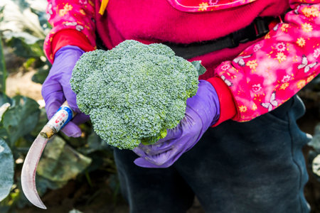 Organic green cauliflower freshly picked from an ecological vegetable garden in Taiwan. farmers hold green cauliflower in the field, background with cauliflower plant.の写真素材