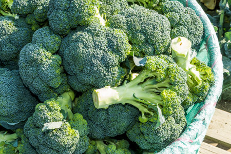 The farmer harvesting the green cauliflower in the field, Taiwan.の写真素材