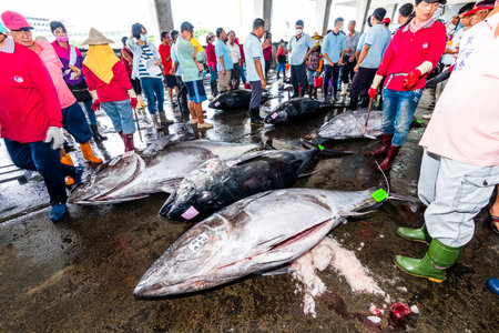 Frozen bluefin tuna at the fish market waiting for auction, Donggang fish market auction scene in Pingtung, Taiwan.のeditorial素材