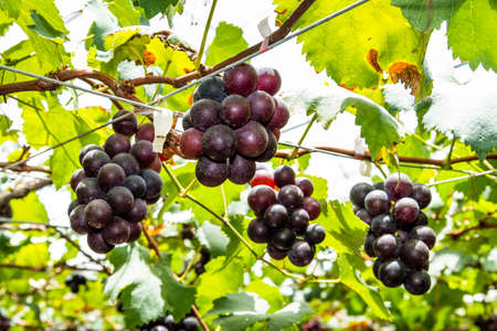close-up ripe grapes in the vineyard of Miaoli, Taiwan.の写真素材