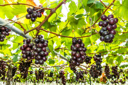 close-up ripe grapes in the vineyard of Miaoli, Taiwan.の写真素材
