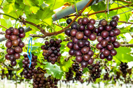 close-up ripe grapes in the vineyard of Miaoli, Taiwan.の写真素材