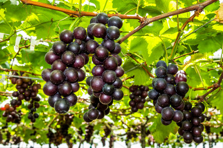 close-up ripe grapes in the vineyard of Miaoli, Taiwan.の写真素材