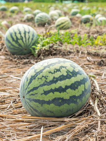 View of watermelons are growing in farmland in Yunlin, Taiwanの写真素材