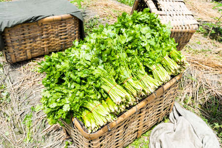Farmers are harvesting parsley crops in the farmland in Yunlin, Taiwanの写真素材