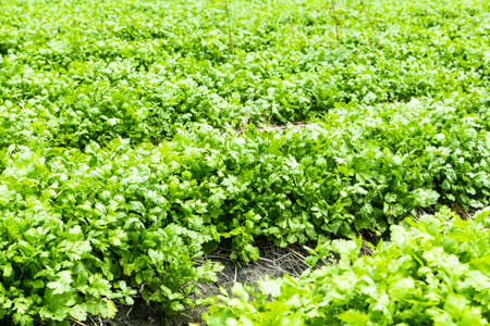 parsley crops are planted in farmland in Yunlin, Taiwanの写真素材
