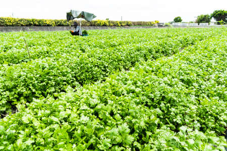 view of the parsley crops are planted in farmland in Yunlin, Taiwanの写真素材