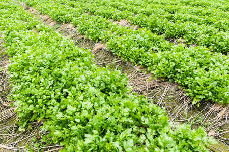 View of watermelons are growing in farmland in Yunlin, Taiwanの写真素材