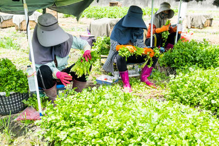 Farmers are harvesting parsley crops in the farmland in Yunlin, Taiwanのeditorial素材
