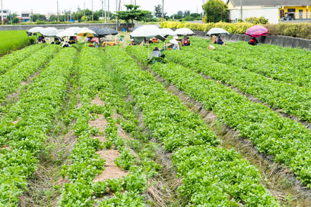 Farmers are harvesting parsley crops in the farmland in Yunlin, Taiwanの写真素材