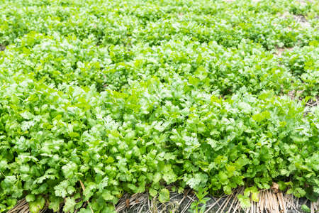 view of the parsley crops are planted in farmland in Yunlin, Taiwanの写真素材