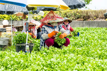 Farmers are harvesting parsley crops in the farmland in Yunlin, Taiwan.のeditorial素材
