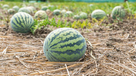 View of watermelons are growing in farmland in Yunlin, Taiwanの写真素材