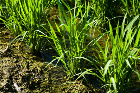 Close-up of rice seedlings growing on the fields in Meinong, Kaohsiung, Taiwan.の写真素材