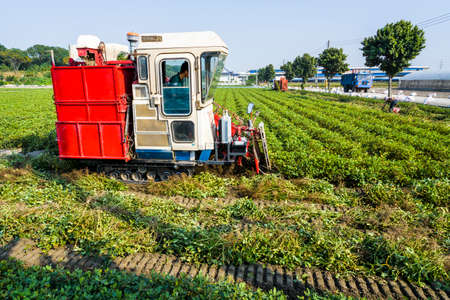Farmers use tractor pulling is harvest peanuts in Yunlin County, Taiwan.のeditorial素材