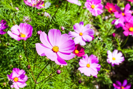 Beautiful colorful cosmos flowers blooming in the garden.の写真素材
