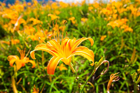 Close-up the daylily flower in the garden, sixty stone mountain of Hualien, Taiwanの写真素材