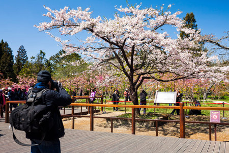 Many photographers are shooting cherry blossoms blooming in the Alishan Forest Recreation Area in...