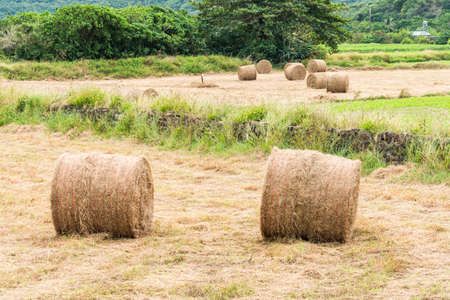 The landscape of hay rolls in the fields of Manzhou, Pingtung, Taiwanの写真素材