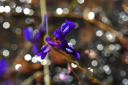 Image of blurry with soft bokeh, Dusita Wild flower blooming in Thailand (Lentibulariaceae,...