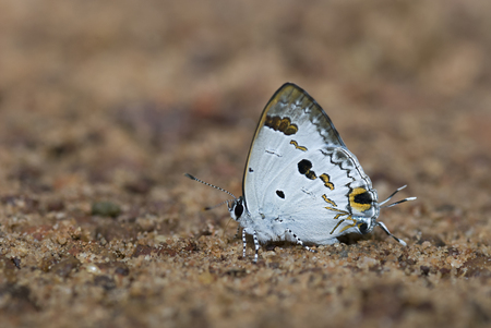 White Butterfly on soil from Thailandの写真素材