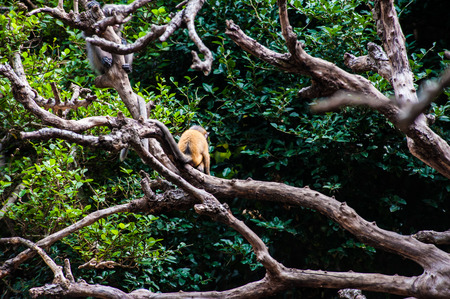 Golden fur baby Dusky leaf monkey, Spectacled Langur in Thailandの写真素材